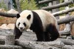 Giant panda