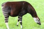 Okapi