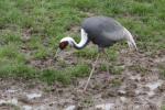 White-naped crane