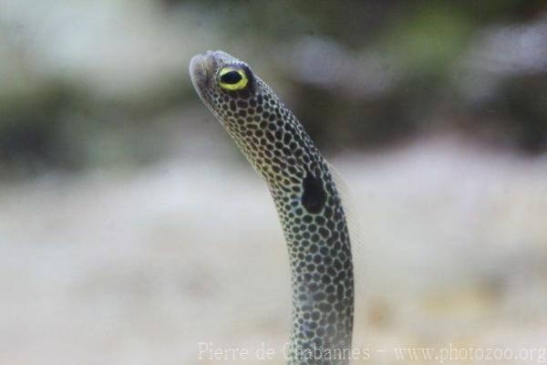 Spotted garden-eel