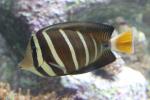 Sailfin tang