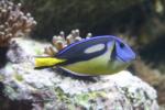 Palette surgeonfish