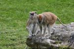 Patas monkey