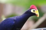 Ross's turaco