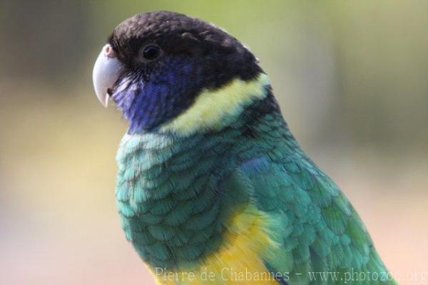 Port Lincoln ringneck