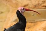 Southern bald ibis