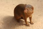 Common dwarf mongoose