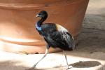 Grey-winged trumpeter