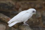 Little corella