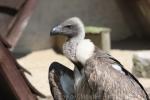 African white-backed vulture