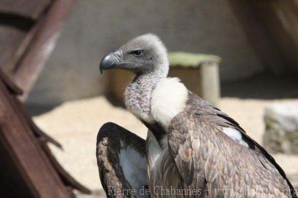 African white-backed vulture