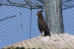 Long-crested eagle