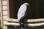 African harrier-hawk