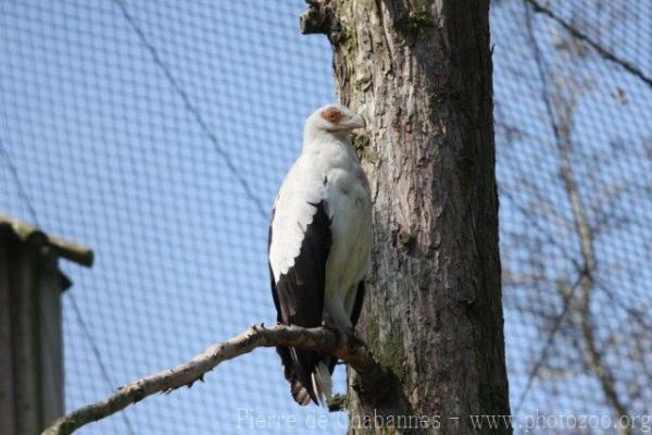 Palmnut vulture