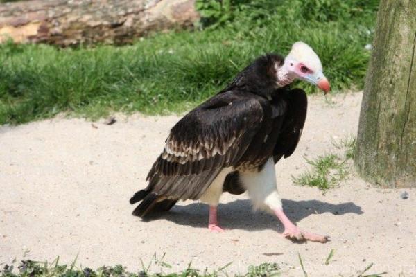 White-headed vulture