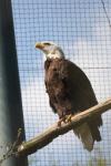 Southern bald eagle