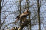 Booted eagle