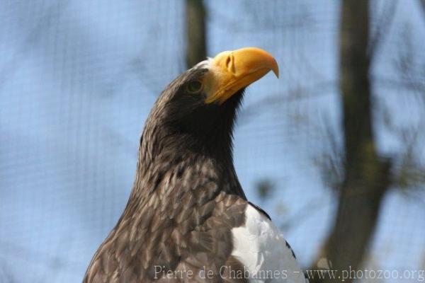 Steller's sea-eagle