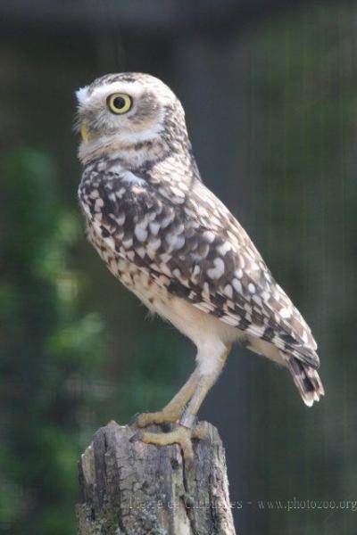 Burrowing owl