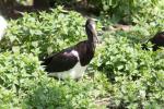 Abdim's stork