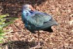 Grey-headed swamphen