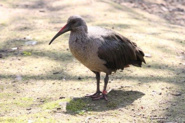 Hadada ibis