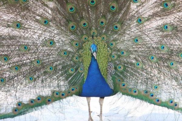 Indian peafowl