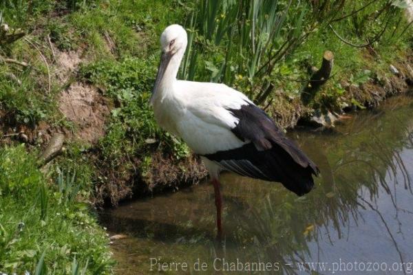 Oriental white stork