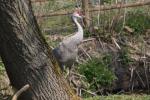 Florida sandhill crane