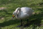 Whooper swan