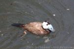 White-headed duck