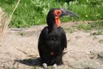 Southern ground hornbill