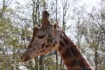 Kordofan giraffe