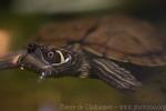 Mississippi Map Turtle