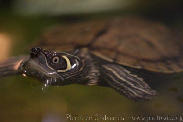 Mississippi Map Turtle