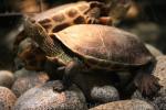 Chinese stripe-necked turtle