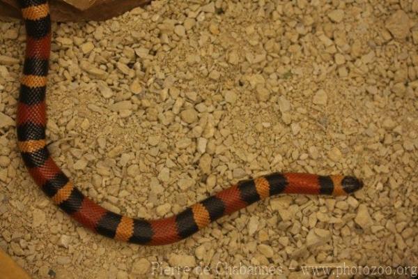 Pacific milksnake