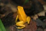 Golden poison frog