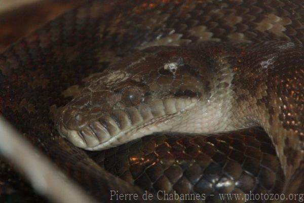 Amethystine python