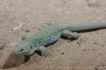 Ocellated lizard