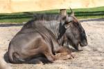 Blue wildebeest