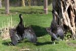 African openbill