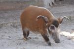 Red river hog