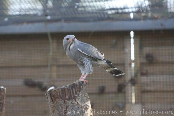 Lizard buzzard