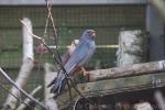 Red-footed falcon