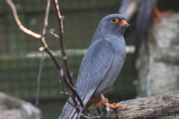 Red-footed falcon