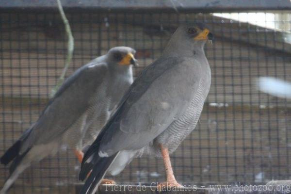 Pale chanting-goshawk