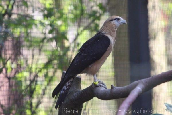 Yellow-headed caracara