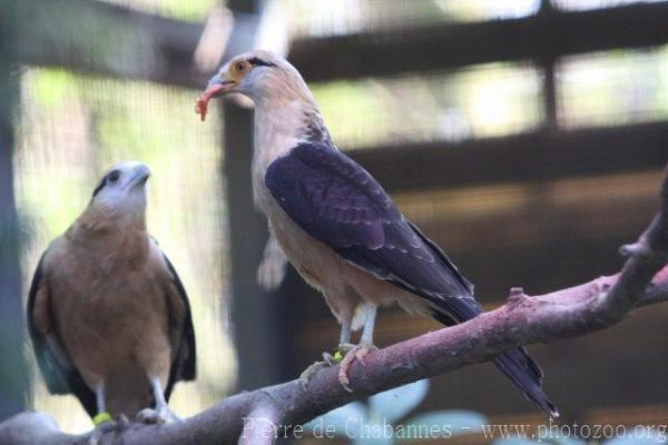 Yellow-headed caracara