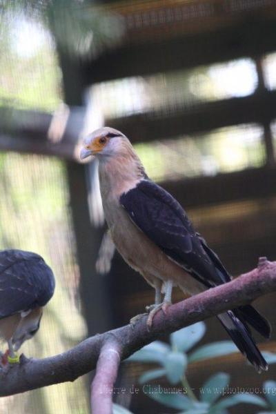 Yellow-headed caracara